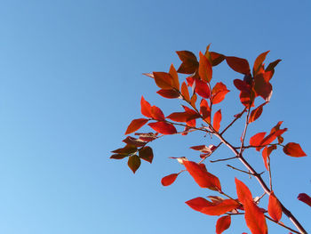 Low angle view of maple tree against clear sky