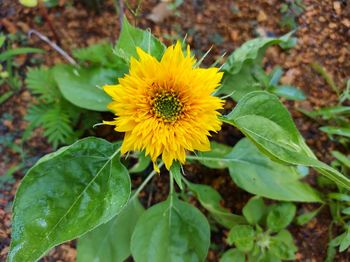 Close-up of yellow flowering plant