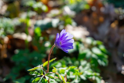 Close-up of purple flowering plant