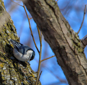 Low angle view of bird perching on tree