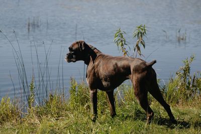 Dog standing on grass