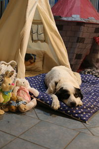 White dog sleeping on floor