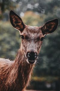 Close-up portrait of deer