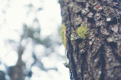 Close-up of lichen on tree trunk