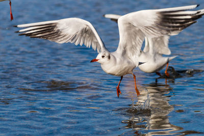 Close-up of birds flying over lake