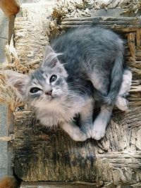 Close-up portrait of cat sitting on wood