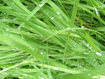 Full frame shot of wet grass