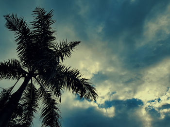 Low angle view of silhouette coconut palm tree against sky