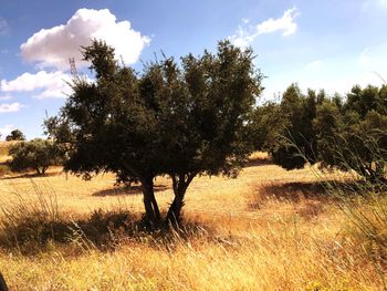 Trees on field against sky