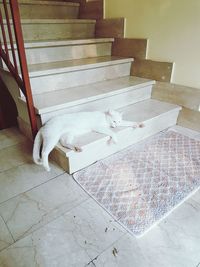 High angle view of cat sleeping on floor at home