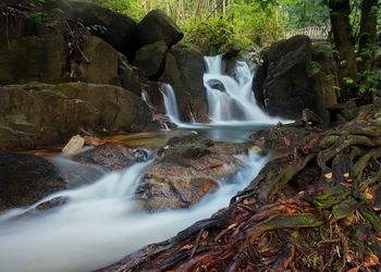 Scenic view of waterfall in forest