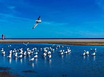 Seagulls flying over sea against sky