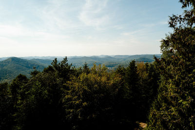 Scenic view of forest against sky