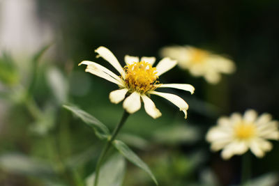 Close-up of yellow flowering plant