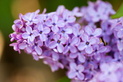 Close-up of purple flowering plant