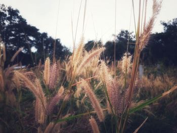 Close-up of stalks in field against sky