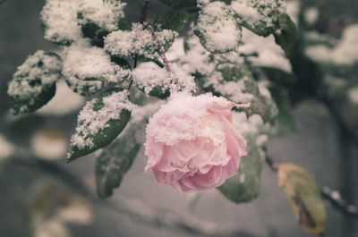 Close-up of rose on snow covered field