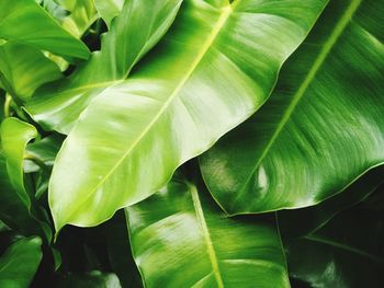 Closeup of green leaf texture with nature background. background plant texture