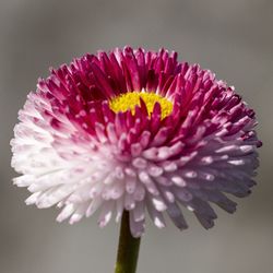 Close-up of pink daisy flower