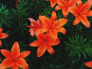 Close-up of orange flowering plant