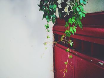 Close-up of plant against red wall