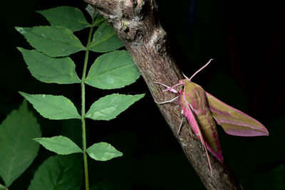 Close-up of butterfly on plant