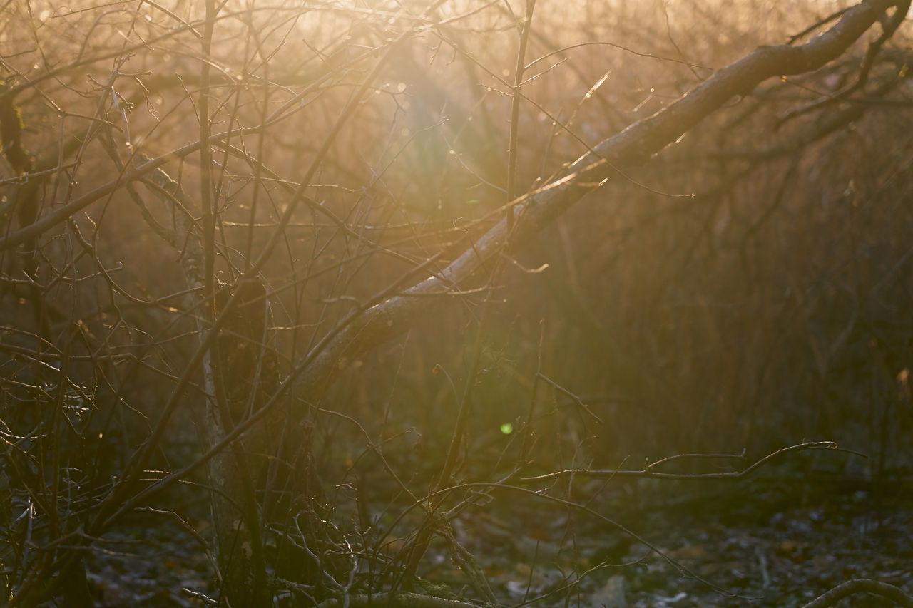 plant, nature, sunlight, fog, branch, morning, tree, grass, no people, tranquility, beauty in nature, land, forest, growth, mist, outdoors, environment, natural environment, water, day, non-urban scene, leaf, reflection, tranquil scene, bare tree, light, scenics - nature, winter, landscape