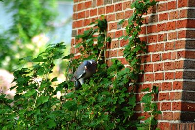 Bird perching on plant against brick wall