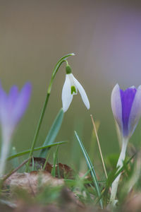 Close-up of purple crocus flowers on field