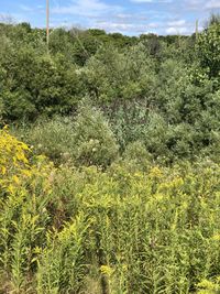 Plants growing on field