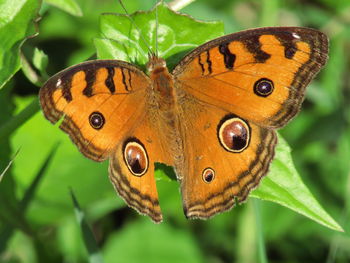 Close-up of butterfly pollinating flower