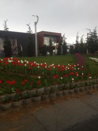 Plants growing against built structure