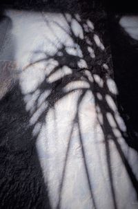 Close-up of shadow of tree
