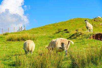 Sheep grazing on field against blue sky