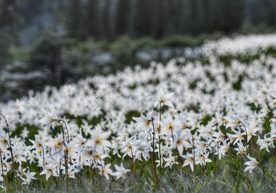 Close-up of white flowering plants on field