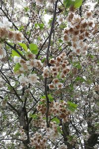 Low angle view of flowers blooming on tree