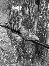 View of tree trunk