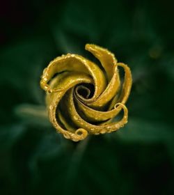 Close-up of rose bud outdoors