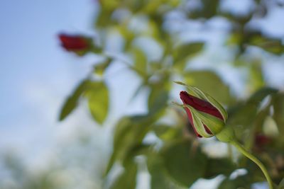 Close-up of flower on plant