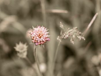 Close-up of pink flowering plant