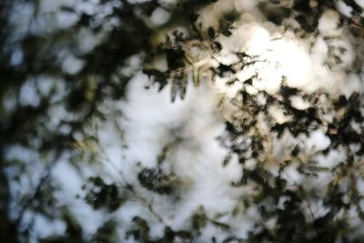 Low angle view of tree against sky