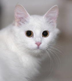 Close-up portrait of white cat