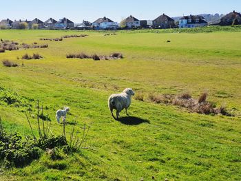 Sheep grazing in a field