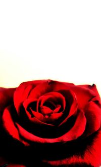 Close-up of red rose against white background