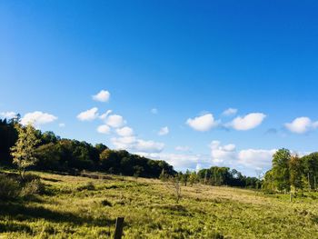 Trees on field against sky