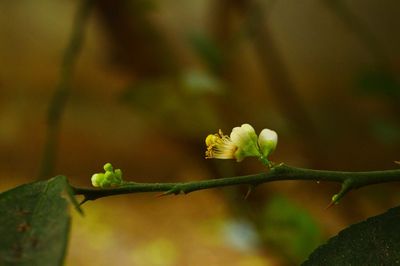 Close-up of flowering plant