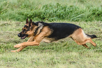 Dog running on field