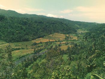 Scenic view of rice field against sky