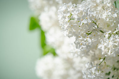 Close-up of white flowering plant