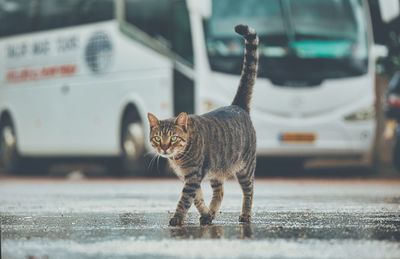 Cat on street in city